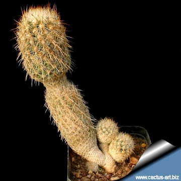 4765 cactus-art Cactus Art