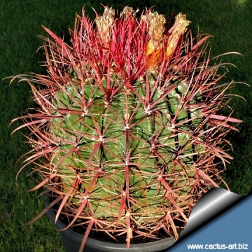 13363 cactus-art Cactus Art
