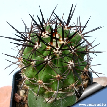 5868 cactus-art Cactus Art