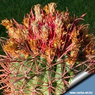 13362 cactus-art Cactus Art
