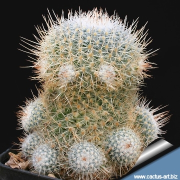 12194 cactus-art Cactus Art