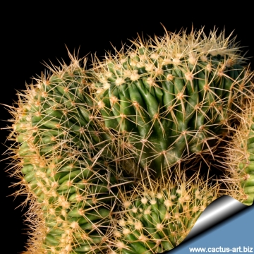 5016 cactus-art Cactus Art