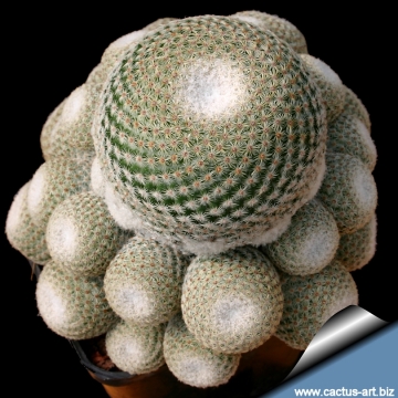 11930 cactus-art Cactus Art
