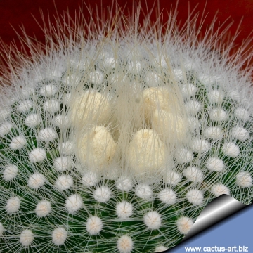 5380 cactus-art Cactus Art