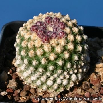 5409 valentino Valentino Vallicelli