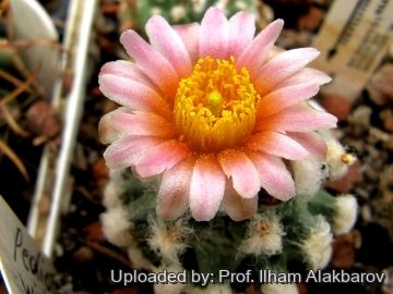 26121 Ilham Prof. Ilham Alakbarov