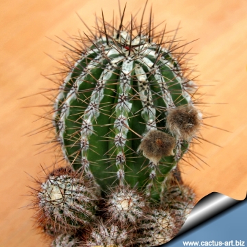 5684 cactus-art Cactus Art
