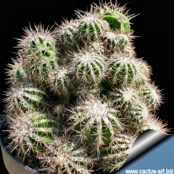 5685 cactus-art Cactus Art