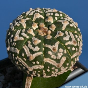 3453 cactus-art Cactus Art