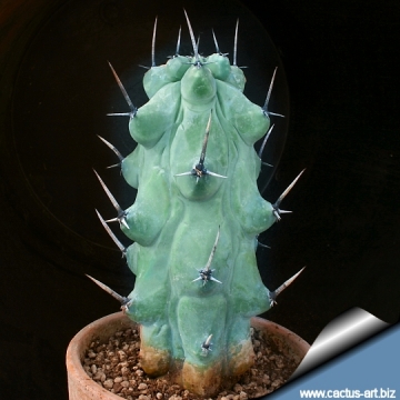 11823 cactus-art Cactus Art