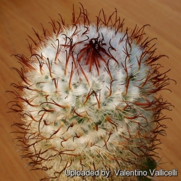 6346 valentino Valentino Vallicelli