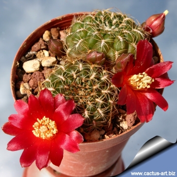 cactus plant Details about   Sulcorebutia hoffmaniana 