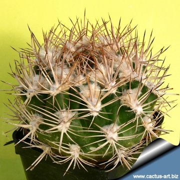 9553 cactus-art Cactus Art