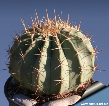 13267 cactus-art Cactus Art