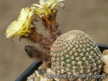 Lobivia famatimensis Cactus Cacti Succulent Real Live Plant 