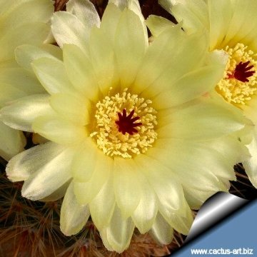 9369 cactus-art Cactus Art