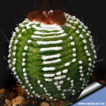 7616 cactus-art Cactus Art