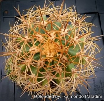 27925 RapCactus Raimondo Paladini