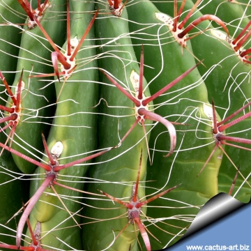 13225 cactus-art Cactus Art