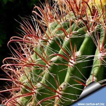 7660 cactus-art Cactus Art