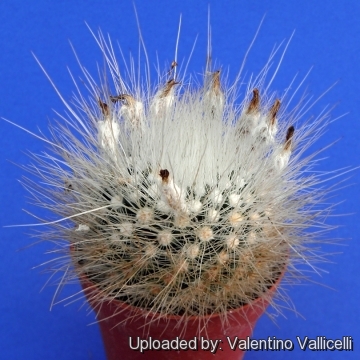 7680 valentino Valentino Vallicelli