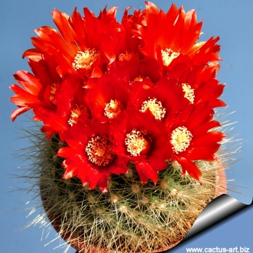 7685 cactus-art Cactus Art