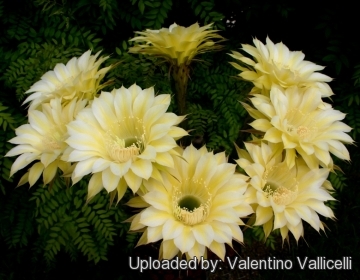 13927 valentino Valentino Vallicelli