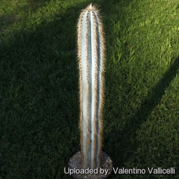 7856 valentino Valentino Vallicelli