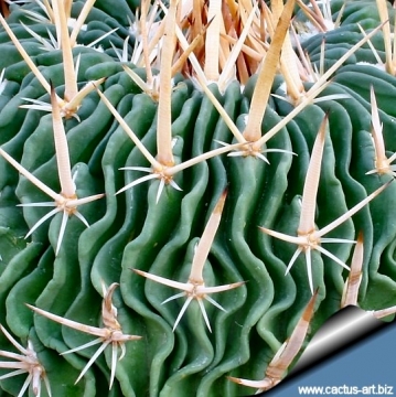 5402 cactus-art Cactus Art