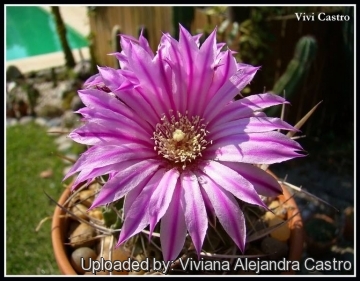 21597 viviana Viviana Alejandra Castro