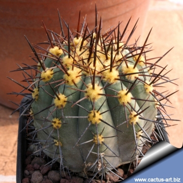 3660 cactus-art Cactus Art