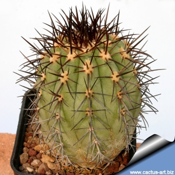 3663 cactus-art Cactus Art