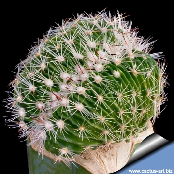 8505 cactus-art Cactus Art