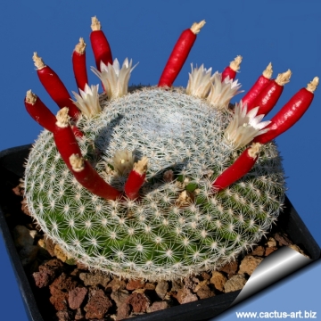 8834 cactus-art Cactus Art