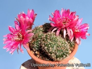 echinopsis cv magenta caterpillar