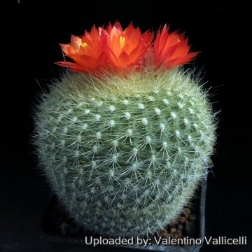 6336 valentino Valentino Vallicelli
