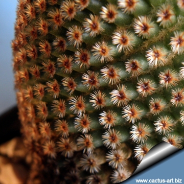 5113 cactus-art Cactus Art