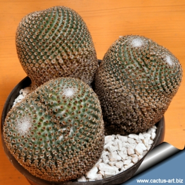 5114 cactus-art Cactus Art