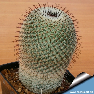 4971 cactus-art Cactus Art