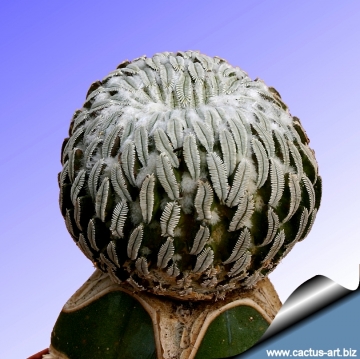 10529 cactus-art Cactus Art