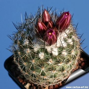 9606 cactus-art Cactus Art