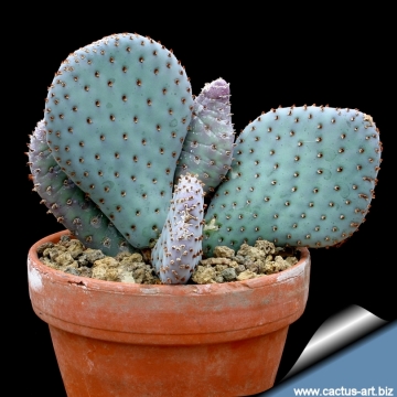 10807 cactus-art Cactus Art