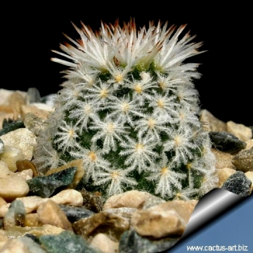 9610 cactus-art Cactus Art
