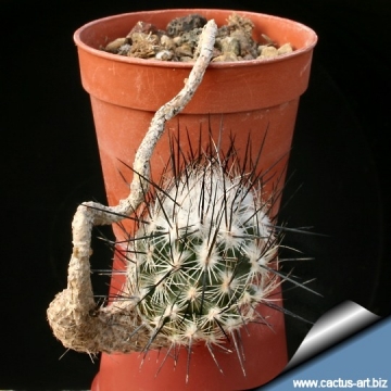 9708 cactus-art Cactus Art
