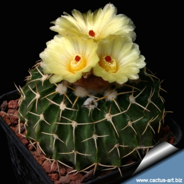 11630 cactus-art Cactus Art
