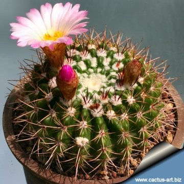 11691 cactus-art Cactus Art