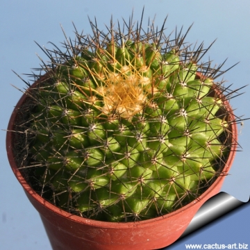 15 Seeds Mammillaria Marksiana Cactus Cacti