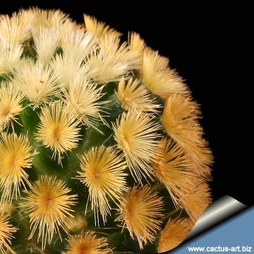 12230 cactus-art Cactus Art