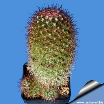 12292 cactus-art Cactus Art
