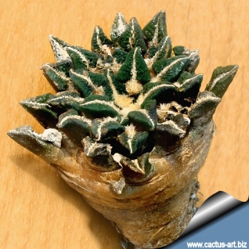 3683 cactus-art Cactus Art